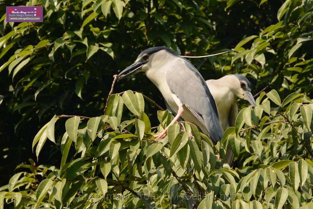 20180331birds-kowloon-park_DSC_1012.JPG