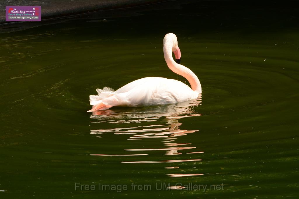 20180331birds-kowloon-park_DSC_1025.JPG