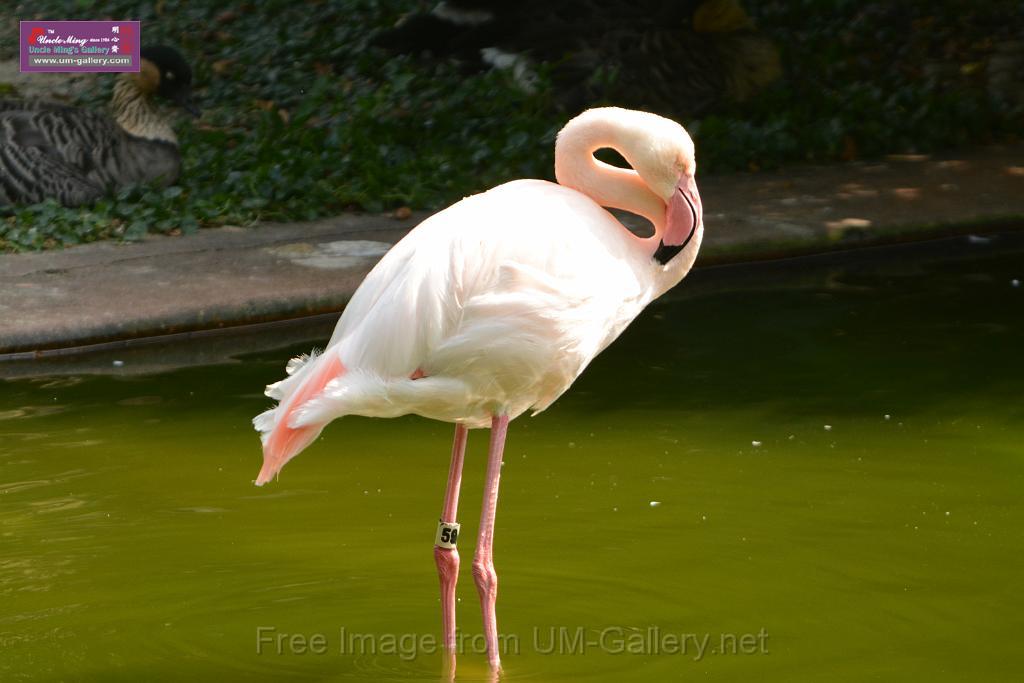 20180331birds-kowloon-park_DSC_1027.JPG