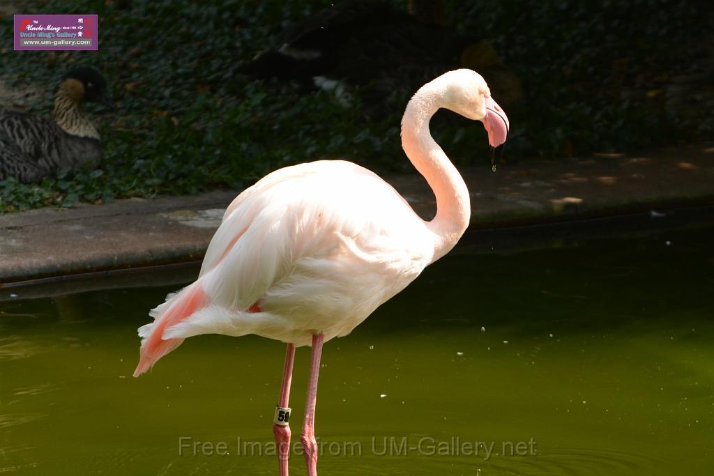 20180331birds-kowloon-park_DSC_1028.JPG