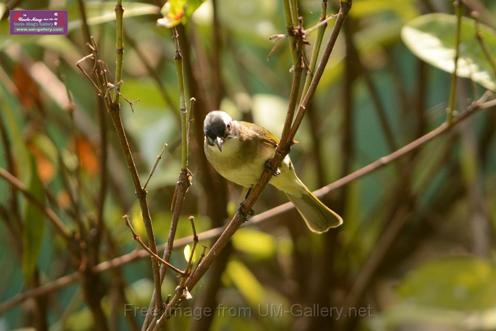 20180331birds-kowloon-park_DSC_1031.JPG