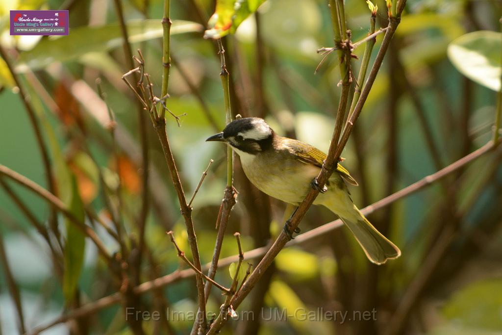 20180331birds-kowloon-park_DSC_1032.JPG