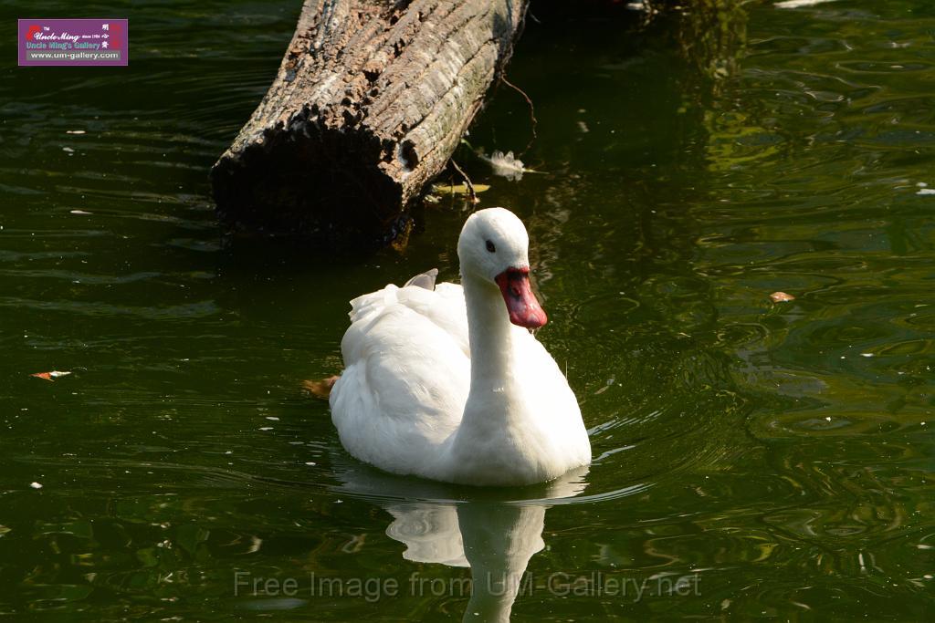 20180331birds-kowloon-park_DSC_1035.JPG