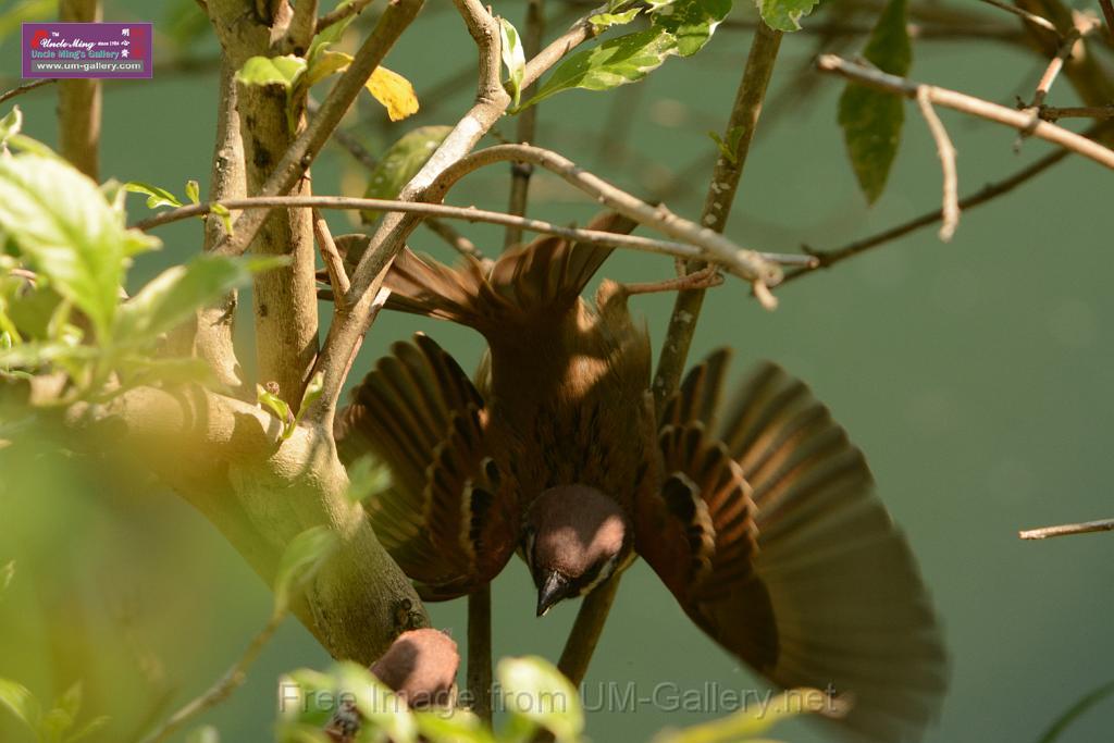 20180331birds-kowloon-park_DSC_1042.JPG