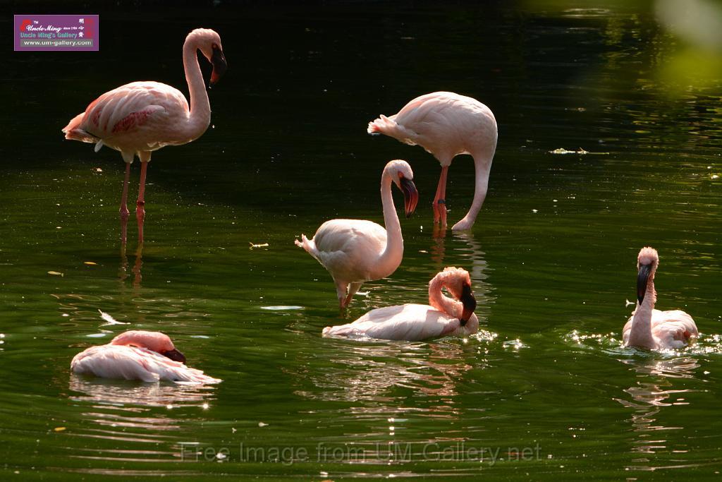 20180331birds-kowloon-park_DSC_1044.JPG