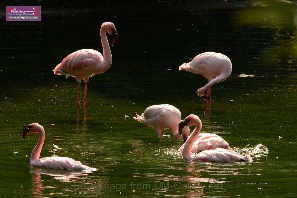 20180331birds-kowloon-park_DSC_1045.JPG