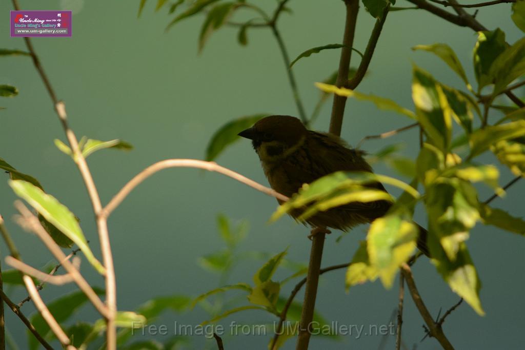 20180331birds-kowloon-park_DSC_1051.JPG