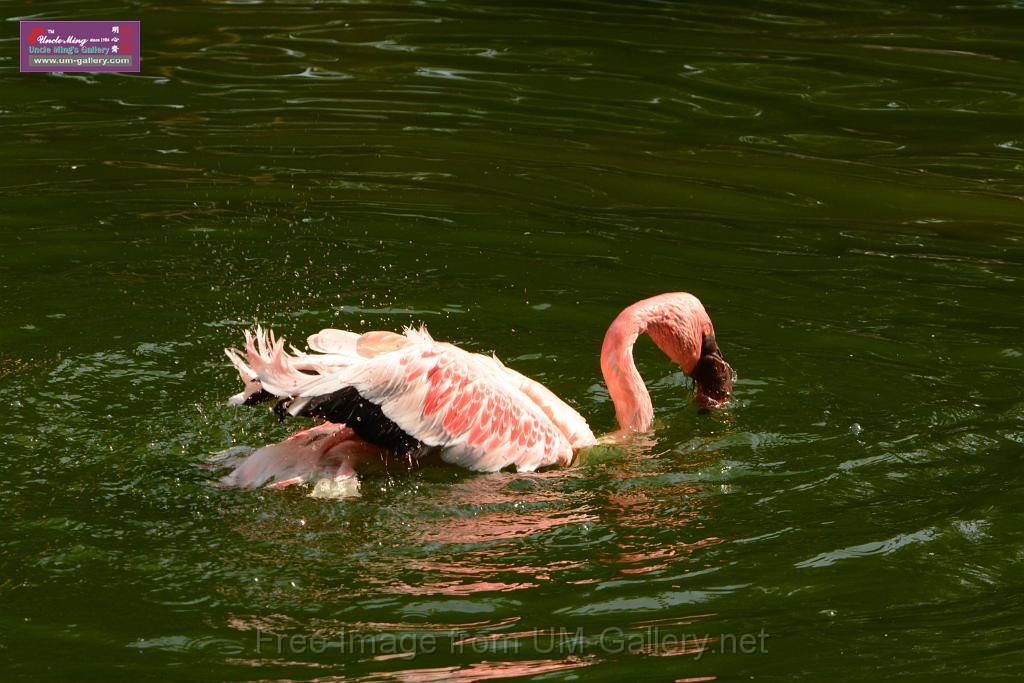 20180331birds-kowloon-park_DSC_1052.JPG