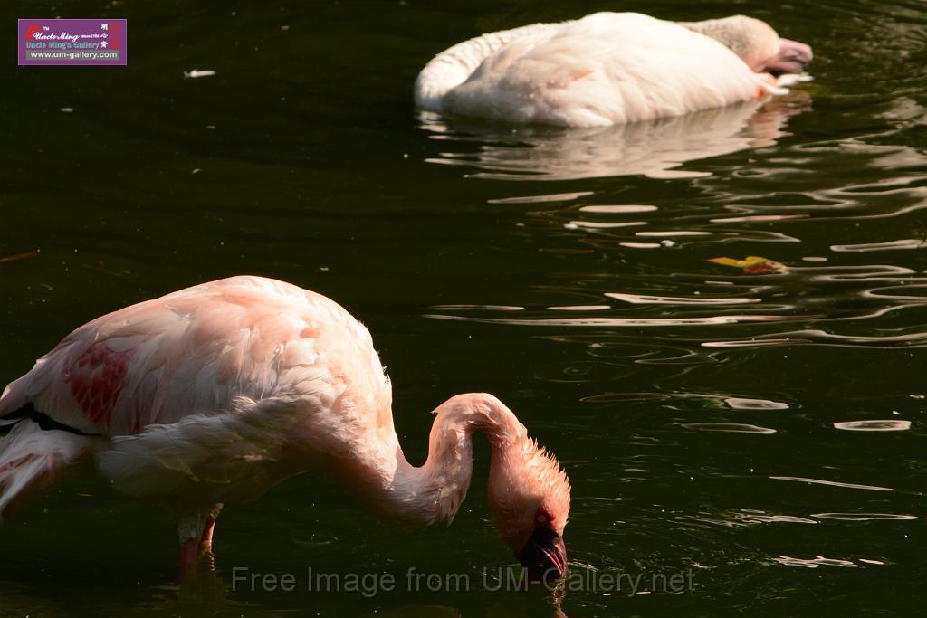 20180331birds-kowloon-park_DSC_1059.JPG