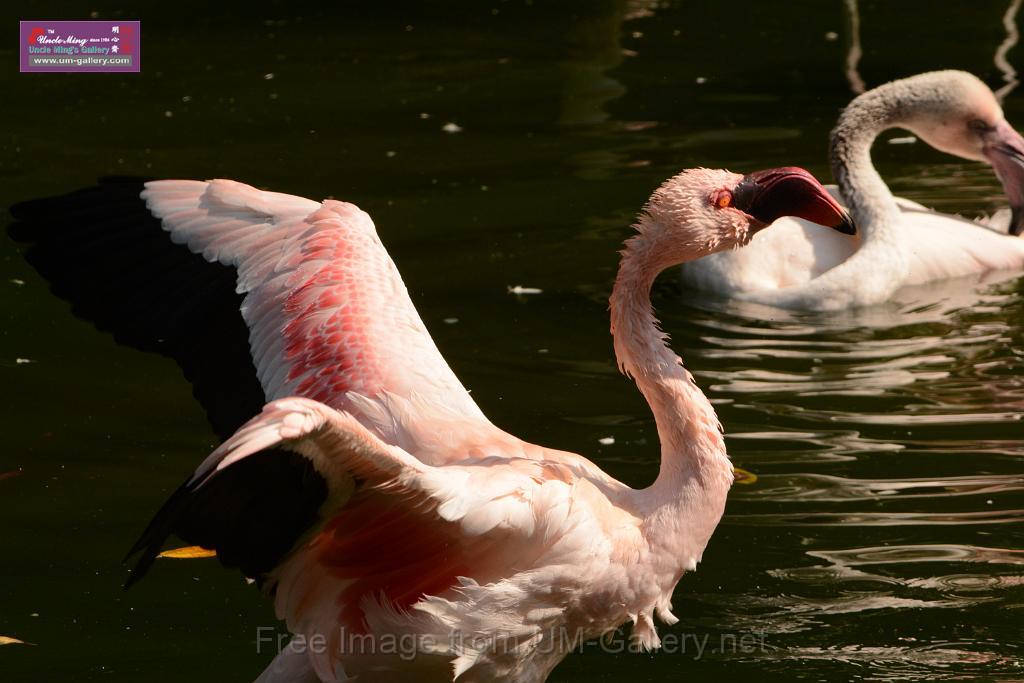 20180331birds-kowloon-park_DSC_1062.JPG