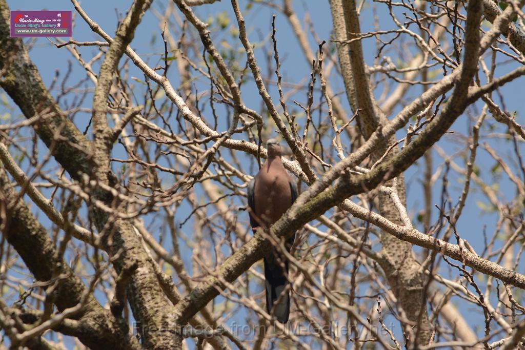 20180331birds-kowloon-park_DSC_1067.JPG