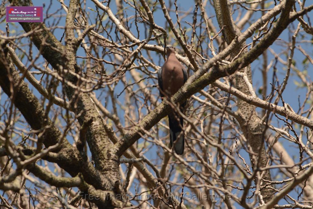 20180331birds-kowloon-park_DSC_1068.JPG