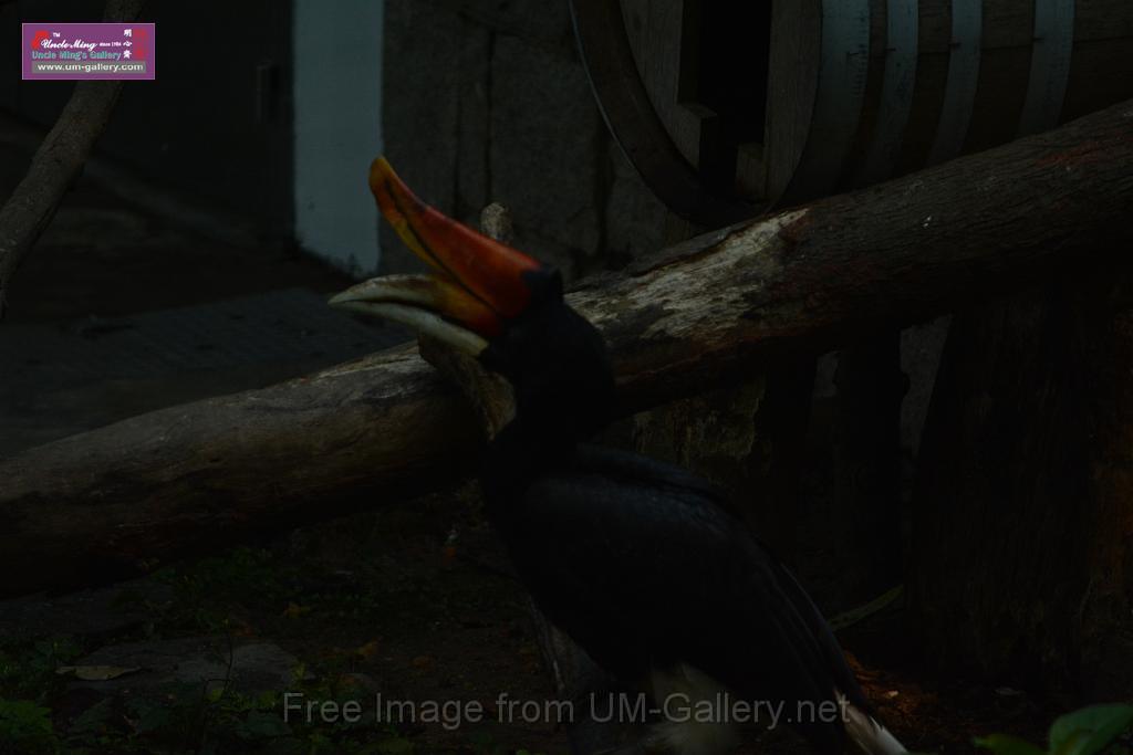 20180331birds-kowloon-park_DSC_1069.JPG