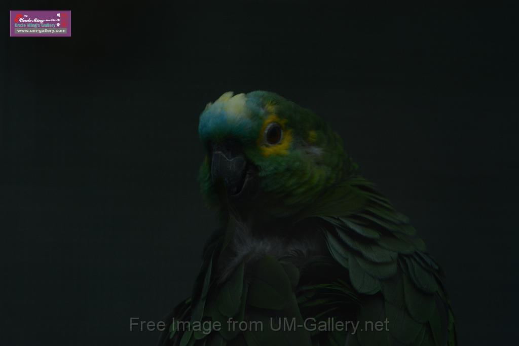 20180331birds-kowloon-park_DSC_1075.JPG