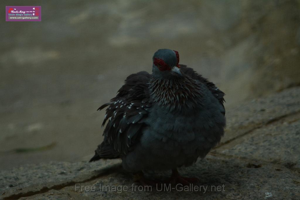 20180331birds-kowloon-park_DSC_1077.JPG