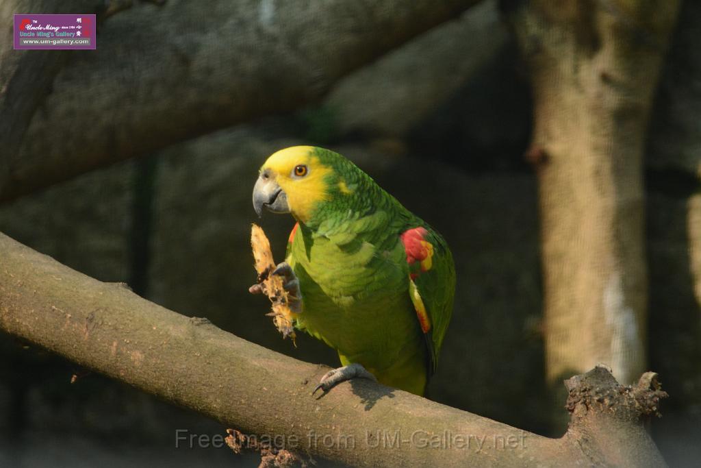 20180331birds-kowloon-park_DSC_1078.JPG