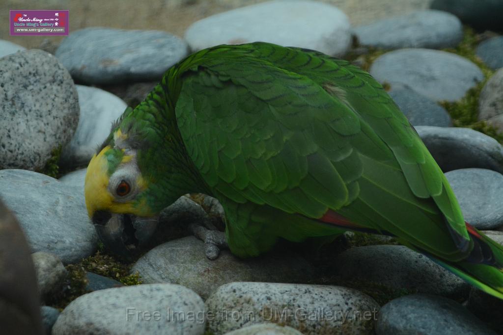 20180331birds-kowloon-park_DSC_1083.JPG