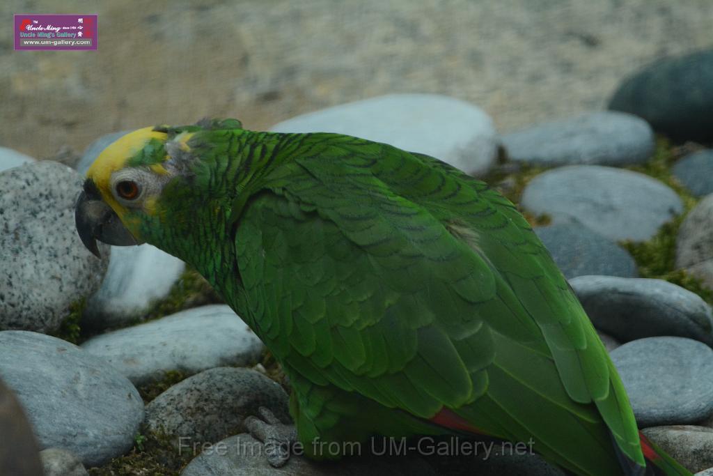 20180331birds-kowloon-park_DSC_1085.JPG