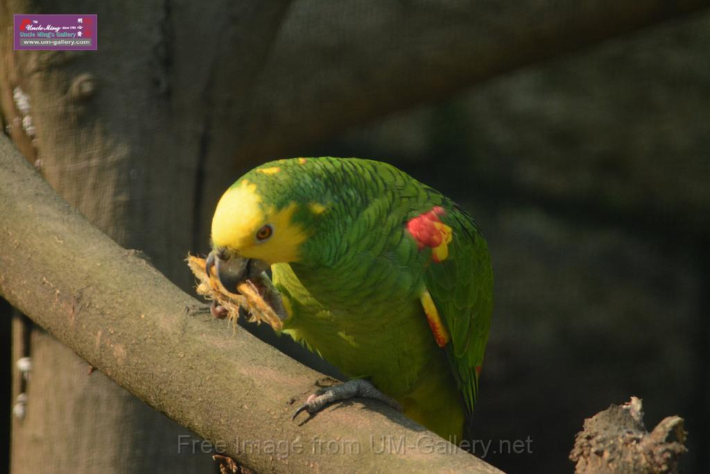 20180331birds-kowloon-park_DSC_1088.JPG