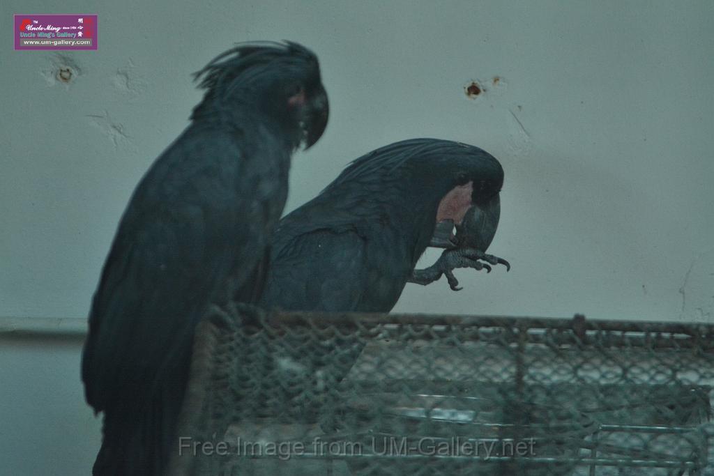 20180331birds-kowloon-park_DSC_1092.JPG