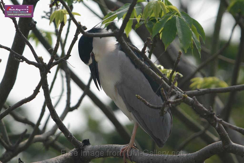 20180401birds-taipo-park_DSC_1095.JPG