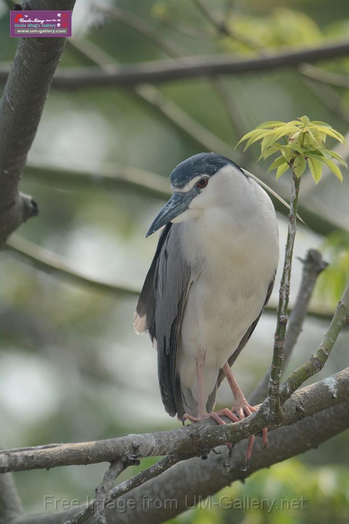 20180401birds-taipo-park_DSC_1097.JPG