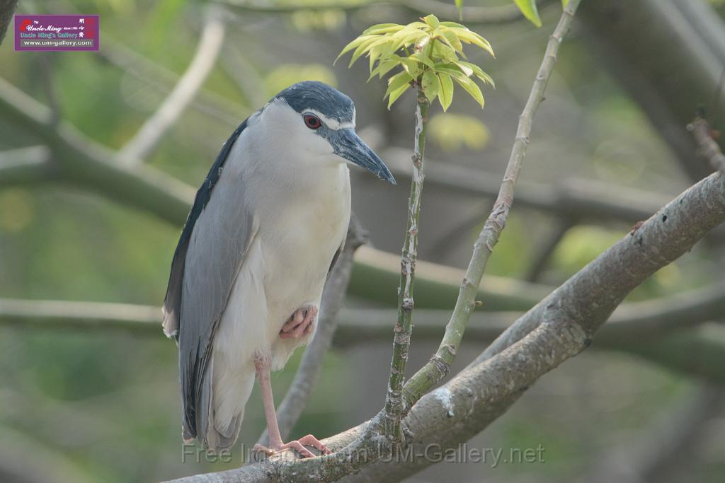 20180401birds-taipo-park_DSC_1100.JPG