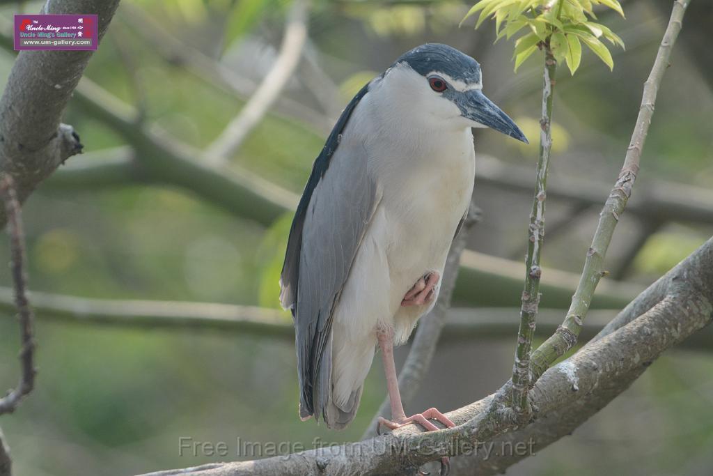 20180401birds-taipo-park_DSC_1101.JPG