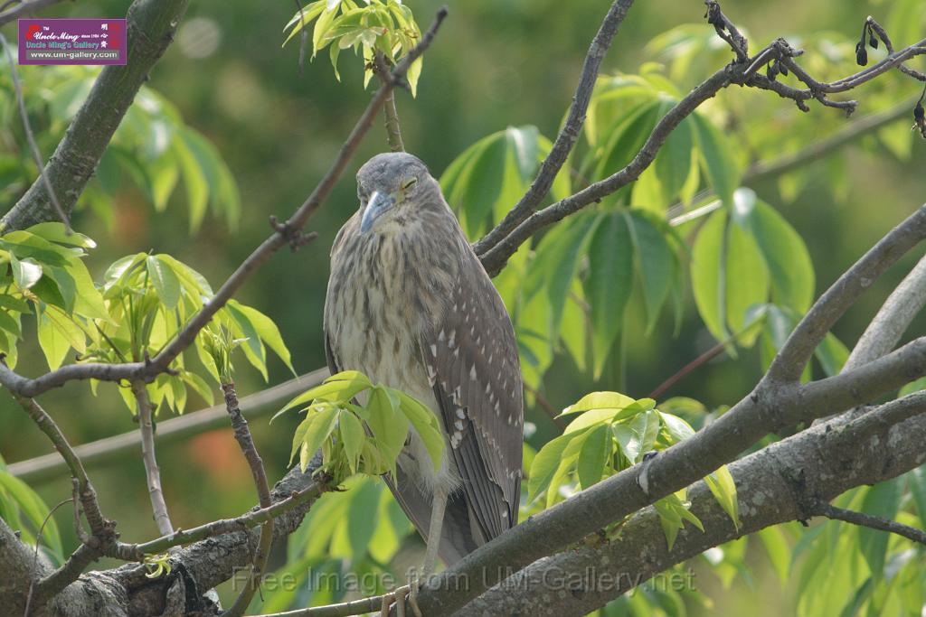 20180401birds-taipo-park_DSC_1102.JPG