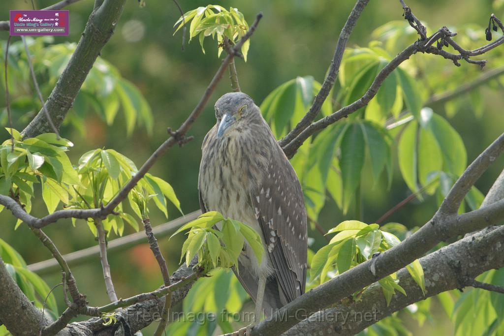 20180401birds-taipo-park_DSC_1103.JPG