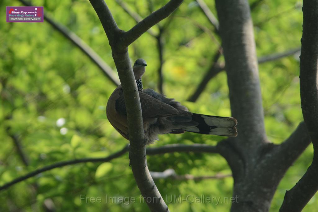 20180401birds-taipo-park_DSC_1105.JPG