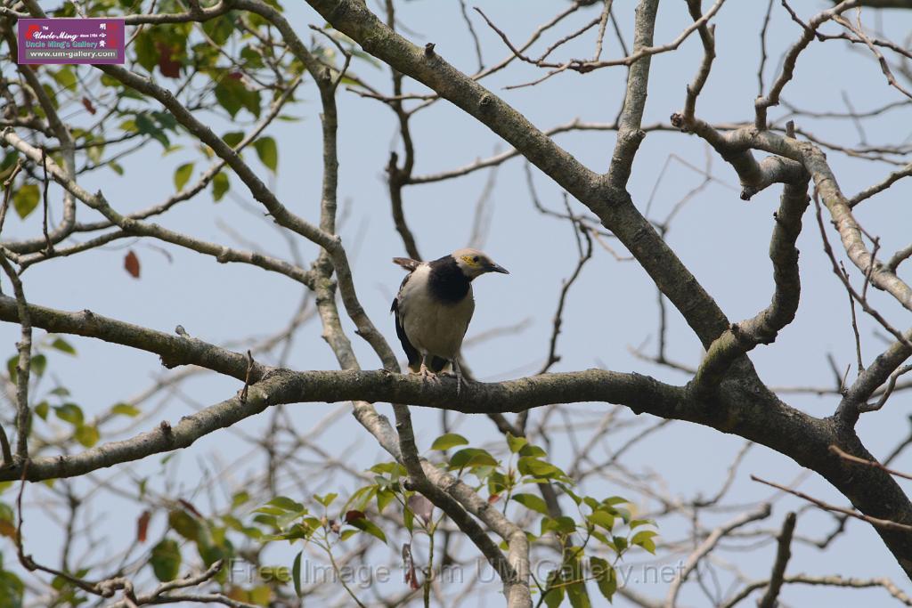 20180401birds-taipo-park_DSC_1181.JPG