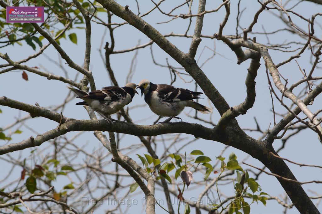 20180401birds-taipo-park_DSC_1184.JPG