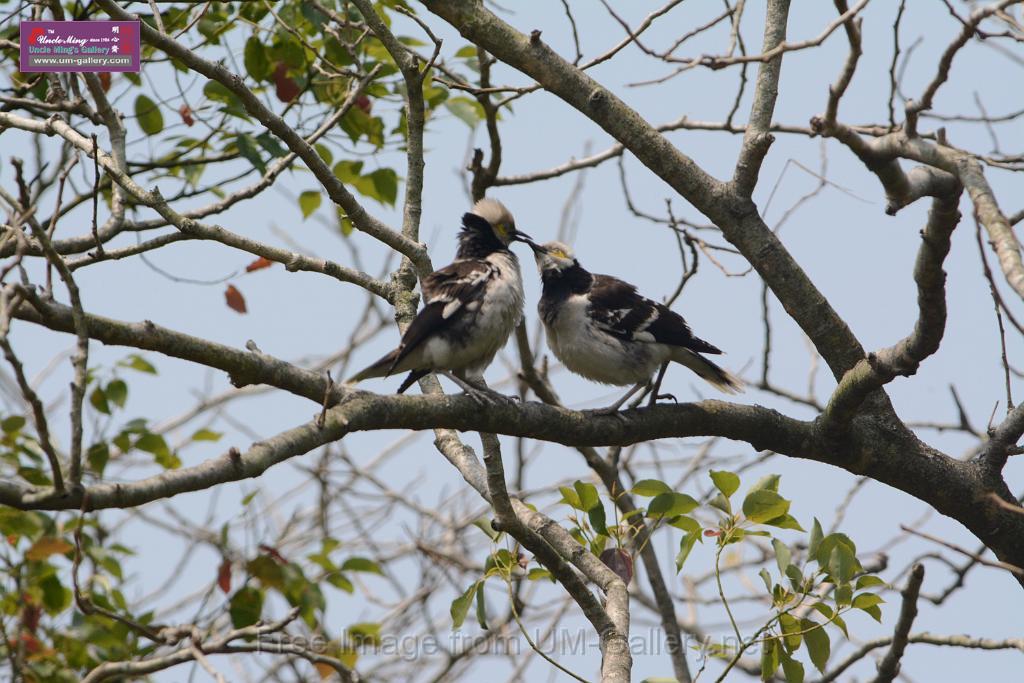 20180401birds-taipo-park_DSC_1185.JPG