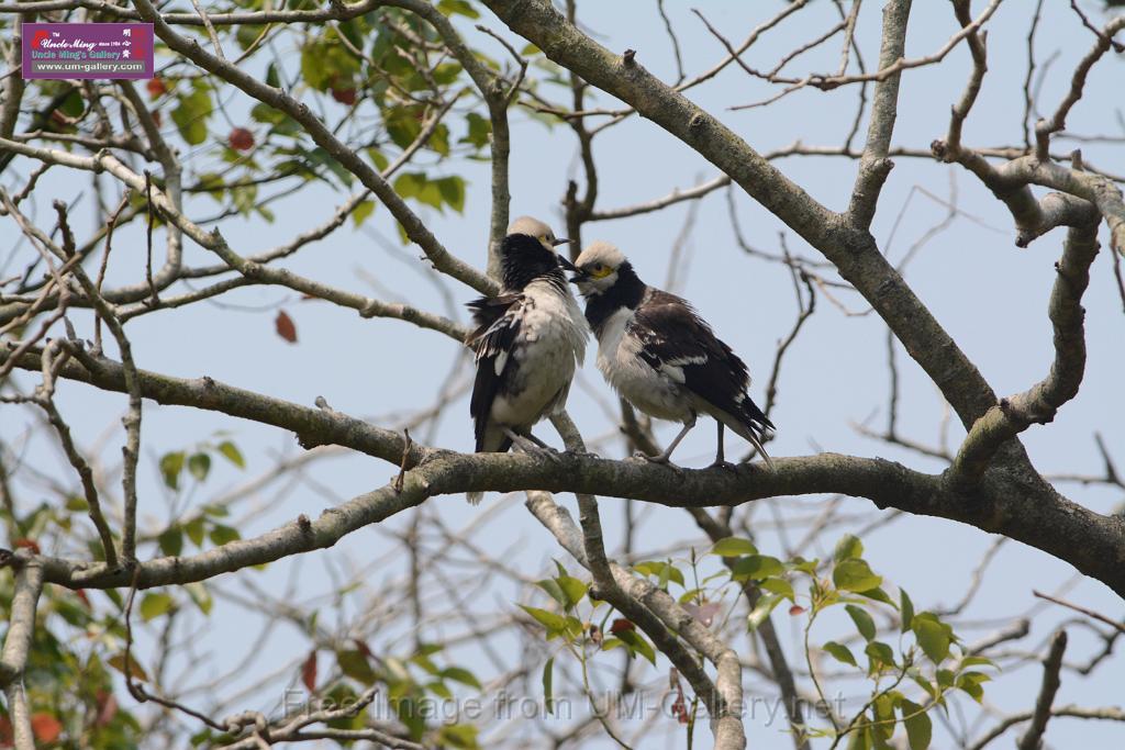 20180401birds-taipo-park_DSC_1187.JPG