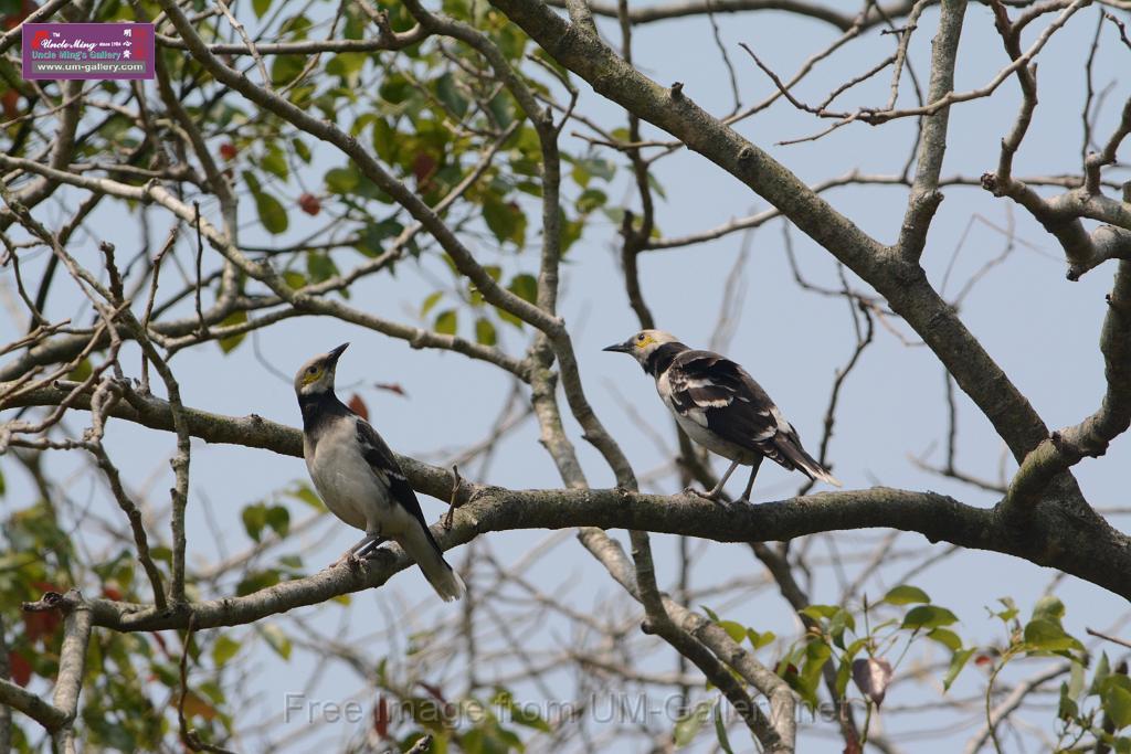 20180401birds-taipo-park_DSC_1189.JPG