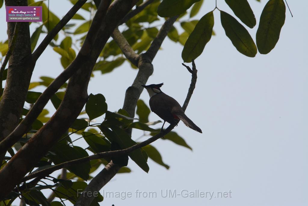 20180401birds-taipo-park_DSC_1192.JPG