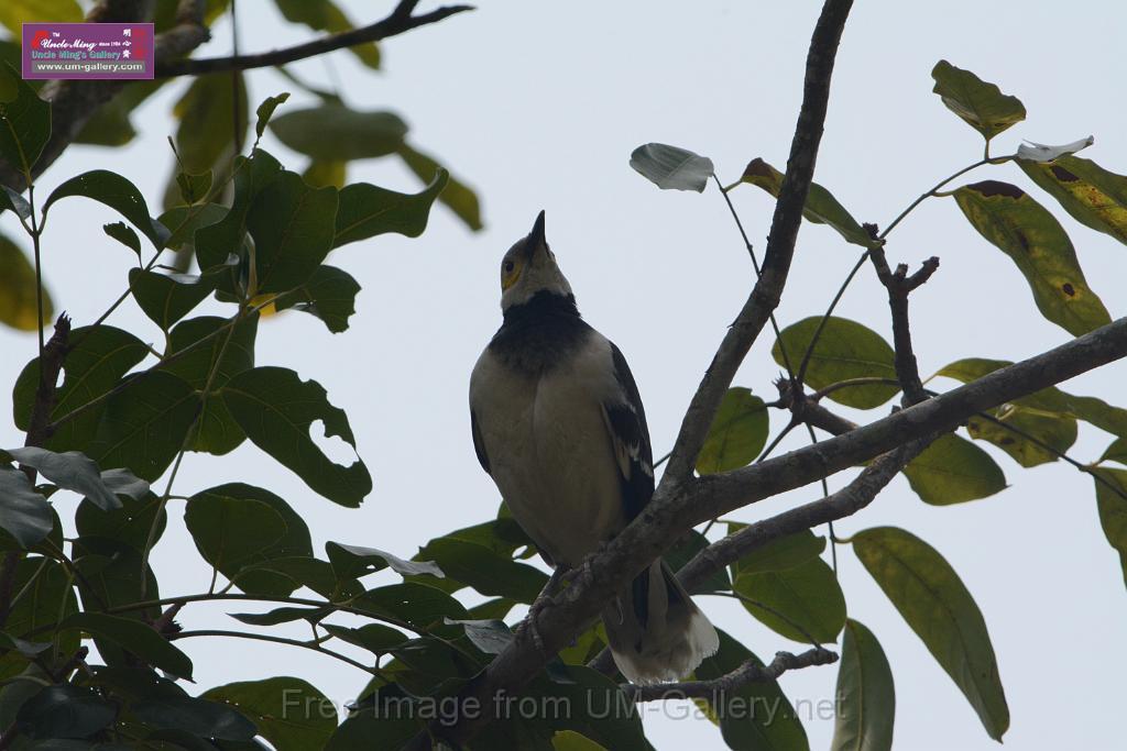 20180401birds-taipo-park_DSC_1199.JPG