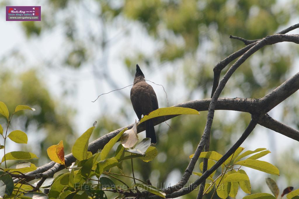 20180401birds-taipo-park_DSC_1201.JPG