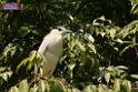 20180331birds-kowloon-park_DSC_1010