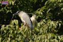 20180331birds-kowloon-park_DSC_1014