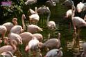 20180331birds-kowloon-park_DSC_1016