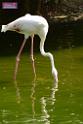 20180331birds-kowloon-park_DSC_1020