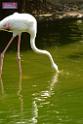 20180331birds-kowloon-park_DSC_1021