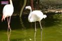 20180331birds-kowloon-park_DSC_1030