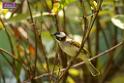 20180331birds-kowloon-park_DSC_1033