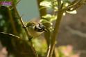 20180331birds-kowloon-park_DSC_1038