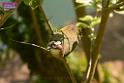 20180331birds-kowloon-park_DSC_1039