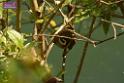 20180331birds-kowloon-park_DSC_1041