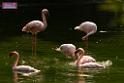 20180331birds-kowloon-park_DSC_1045